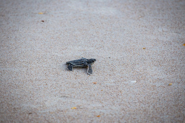 Baby Leather back sea turtle