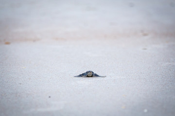 Baby Leather back sea turtle