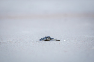 Baby Leather back sea turtle