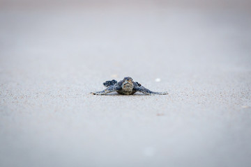 Baby Leather back sea turtle