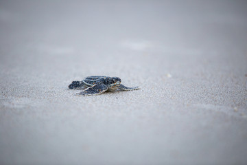 Baby Leather back sea turtle