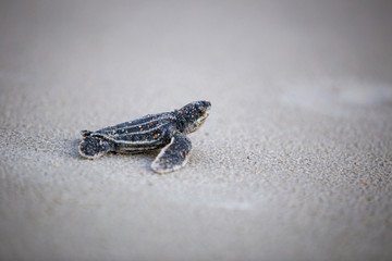 Baby Leather back sea turtle