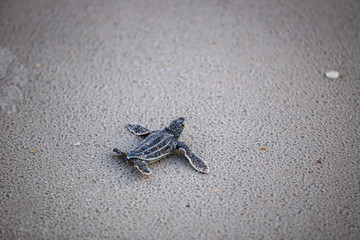 Baby Leather back sea turtle