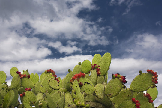 Nopaleras y cielo azul