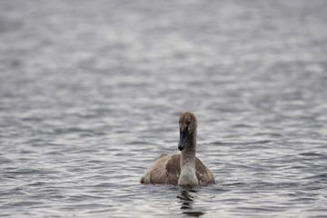 Junger Höckerschwan schwimmt in ruhigem See Wasser
