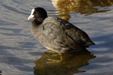 Blässhuhn in sommerlicher Idylle im klaren Wasser See