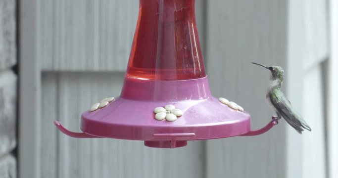 Close up, hummingbird lands on feeder