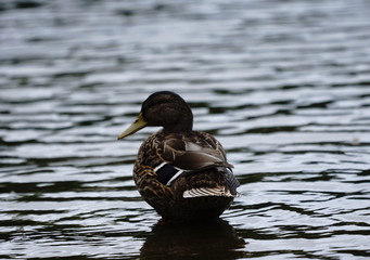 Ente Erpel am See mit leichtem Wellengang im Sommer