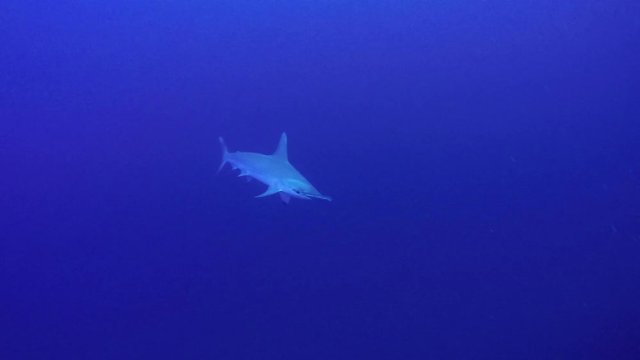 Scalloped hammerhead shark at 55m depth at the Daedalus reef in the Red Sea, Egypt