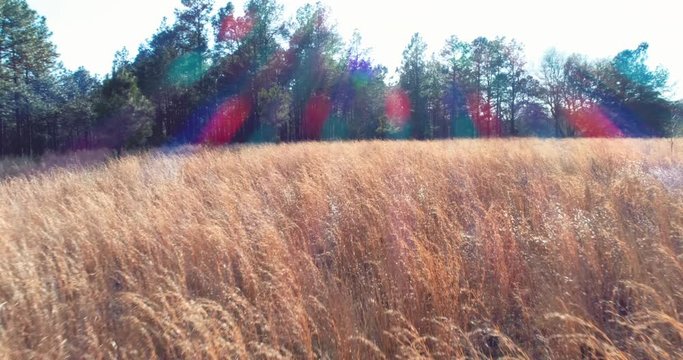 Golden grain field, aerial
