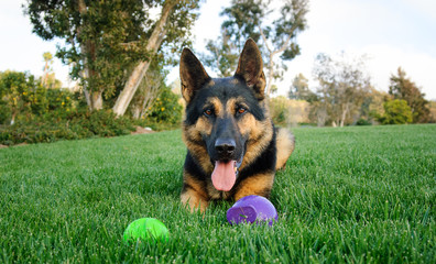German Shepherd dog outdoor portrait lying down in grass with two balls