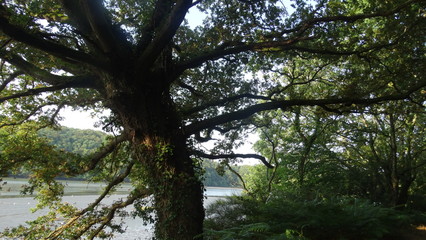 Fototapeta premium arbre