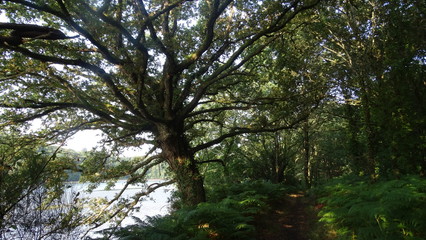 Obraz premium arbre