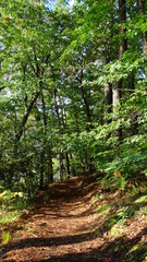Fototapeta premium forêt