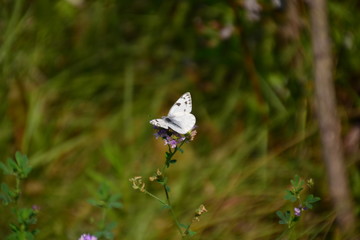 Checkered White Butterfly