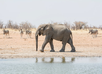 Fototapeta premium Elephant Walking