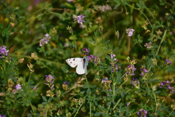 Checkered White Butterfly