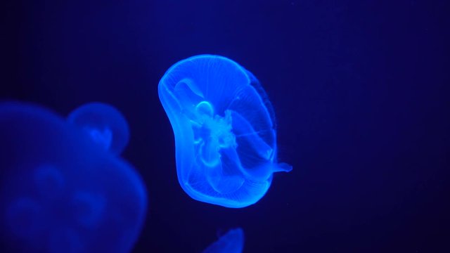 Slow motion,Blue jellyfish Move slowly in the water. , The background is blue.
