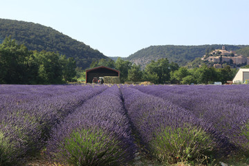 Violet lavender field in front of a farm and a castle in the background