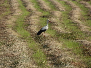 bocian podczas polowania na łące ze skoszoną trawą, bocian zwiastun wiosny, środowisko występowania bocianów © Jarek Witkowski