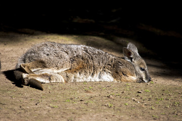 tammar wallaby