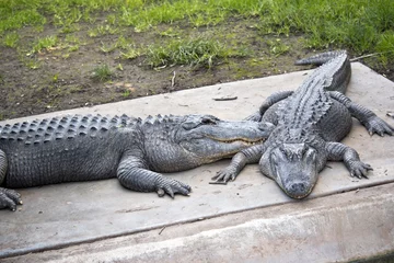 Crédence de cuisine en verre imprimé Crocodile two American crocodiles
