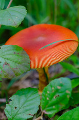 赤いキノコ