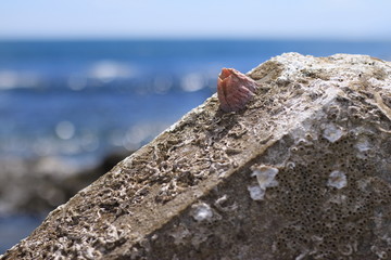 海・夏の思い出・テトラポット