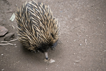 echidna