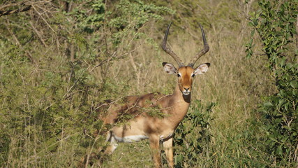 A wild animal impala in Safari, Game Reserve, South Africa