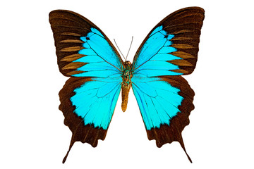 Papilio ulysses on a white background