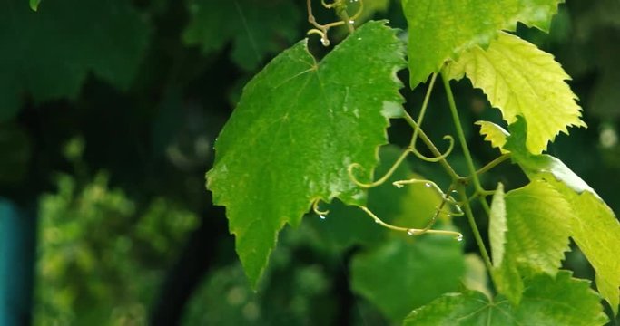 Closeup of big green leaves biten by heavy rain