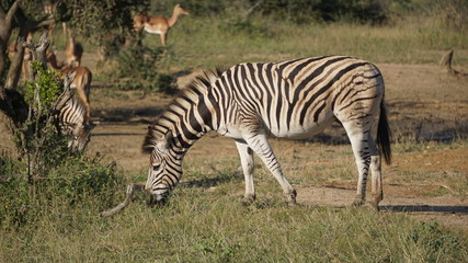 Fototapeta na wymiar A wild zebra in Safari, Game Reserve, South Africa