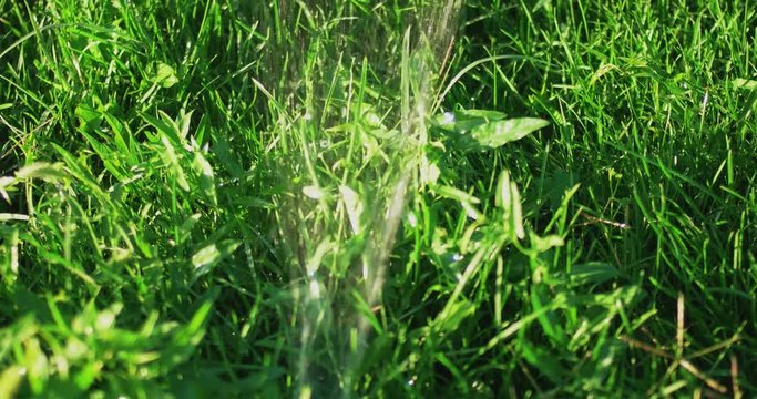 Green grass In Garden While Sprinkler System Working