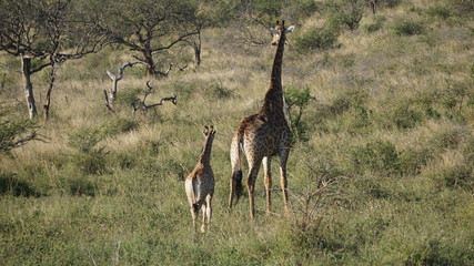 Naklejka na ściany i meble A mother giraffe with kids in a Safari, Geme Reserve