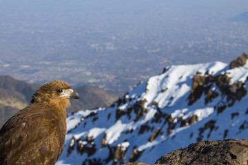 Mountain's Eagle