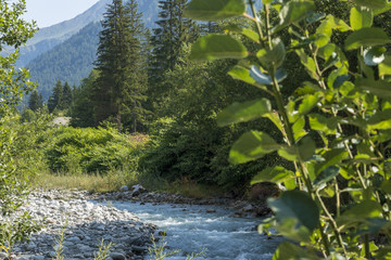 plant and stream (arve chamonix) 02