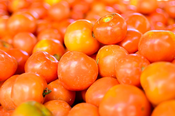 Tomato Solanum