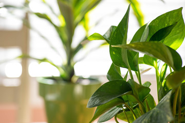 Closeup of green plants growing indoors