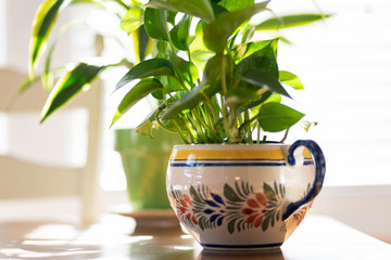 Potted plants in the sunlight on the kitchen table