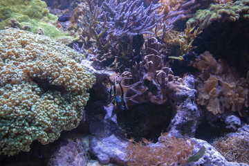 Naklejka na ściany i meble The Boston Aquarium has a wide variety of Fish, Animals, and Corals