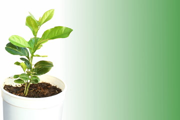 fresh lemon lime citrus fruits plant in  pot