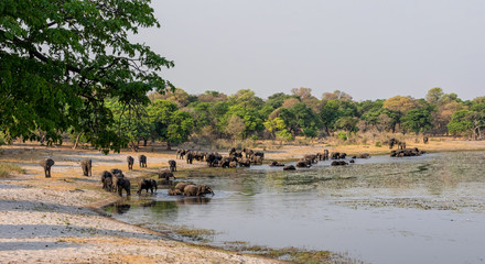 Elephants Drinking