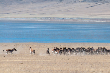 Fototapeta na wymiar Wild Tibetan donkey