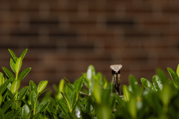 Praying Mantis Poses Atop Shrub