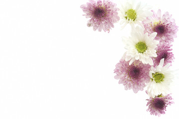 菊の花　白バック




