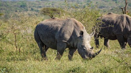 Obraz premium Two wild rhinos in savannah, Safari(Game Reserve), South Africa
