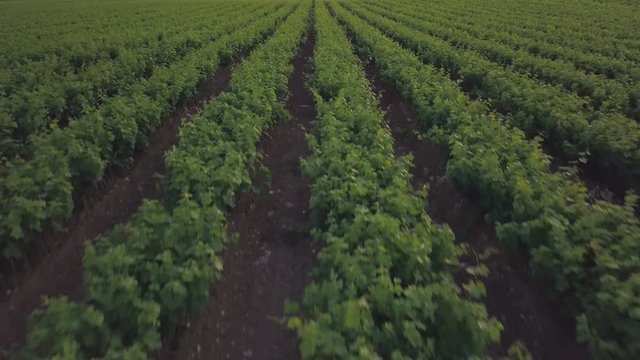 vineyard aerial view at sunset