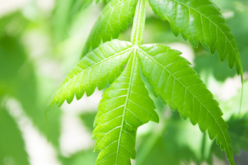 Hoja de árbol