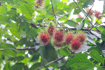 Fresh rambutan on the rambutan tree,asian fruit.